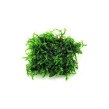 Pancuraji Moss Cup Canlı Bitki
