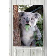 Postermanya Koala Hayvan 40x60 cm Poster