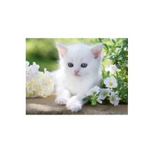Ravensburger 162437 Beyaz Kedi 1500 Parça Puzzle