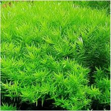 Rotala İndica Green Saksı Canlı Bitki