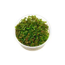 Rotala Macrandra In Vitro Canlı Bitki