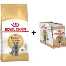 Royal Canin British Shorthair 2 kg Yetişkin Kedi Maması + 12 Adet Yaş Mama