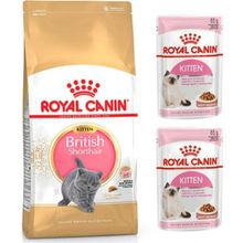 Royal Canin British Shorthair Kitten 2 kg Yavru Kedi Maması + Royal Canin Kitten 2 Adet Yaş Mama