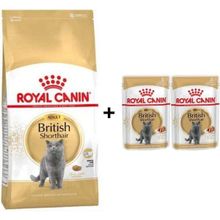 Royal Canin British Shorthair Yetişkin 4 kg Kedi Maması + 2 Adet Yaş Mama Hediye