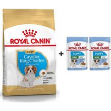 Royal Canin Cavalier Kingr Charles 1.5 kg Yavru Köpek Maması + 2 Adet Yaş Mama
