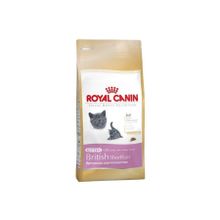 Royal Canin Feline Kitten British Shorthair 2 kg Yavru Kedi Maması