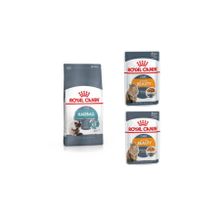 Royal Canin Hairball Tüy Yumağı Kontrolü 2 kg Yetişkin Kedi Maması + Intense Beauty 2x85 gr Yaş Mama