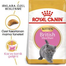 Royal Canin Temizlik Mendili+2 kg Kitten British Shorthair Yavru Irk Kedi Maması