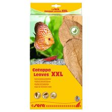 Sera 32 cm XXL Catappa Yaprağı