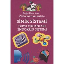 Sinir Sistemi, Duyu Organları, Endokrin Sistemi - Eğitim Kartları Serisi 4 - kollektif