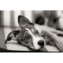 Tablolife Siyah Beyaz Chihuahua 35x50 cm Kanvas Tablo