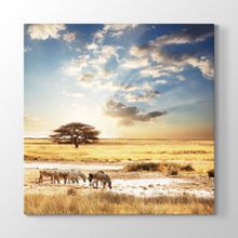 Tabloshop Afrika Zebra 40x40 cm Tablo