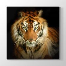 Tabloshop Asil Kaplan Yağlıboya 60x60 cm Tablo