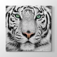 Tabloshop Beyaz Kaplan 40x40 cm Tablo