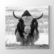 Tabloshop Bufalo 70x70 cm Tablo