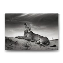 Tabloshop Dişi Aslan 140x100 cm Tablo
