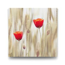 Tabloshop Gelincik Çiçeği 60x60 cm Tablo