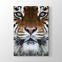 Tabloshop Kaplan Yüzü 50x75 cm Tablo
