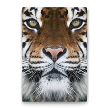 Tabloshop Kaplan Yüzü 60x90 cm Tablo