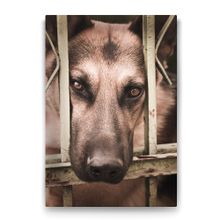 Tabloshop Kurt Köpeği 40x60 cm Tablo