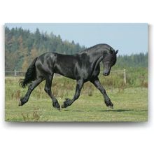 Tabloshop Siyah Arap Atı 45x30 cm Tablo