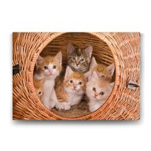Tabloshop Yavru Kediler 60x40 cm Tablo