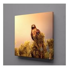 Technopa Baykuş 80x80 cm Kanvas Tablo