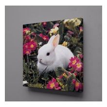 Technopa Beyaz Tavşan 40x40 cm Kanvas Tablo