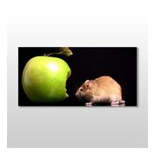 Technopa Elma ve Hamster 100x50 cm Kanvas Tablo