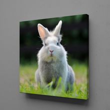 Technopa Gri Tavşan 40x40 cm Kanvas Tablo