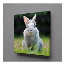 Technopa Gri Tavşan 70x70 cm Kanvas Tablo