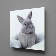 Technopa Gri Tavşan 90x90 cm Kanvas Tablo