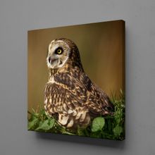 Technopa Kahverengi Baykuş 100x100 cm Kanvas Tablo