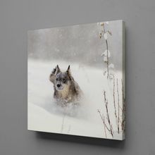 Technopa Kahverengi Kurt 30x30 cm Kanvas Tablo