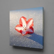 Technopa Kırmızı Beyaz Çiçek Tanesi 40x40 cm Kare Kanvas Tablo