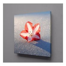 Technopa Kırmızı Beyaz Çiçek Tanesi 60x60 cm Kare Kanvas Tablo