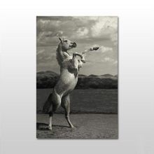 Technopa Şaha Kalkan At 100x50 cm Kanvas Tablo