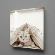 Technopa Sevimli Kedi 120x120 cm Kanvas Tablo