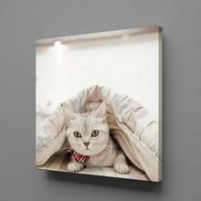 Technopa Sevimli Kedi 70x70 cm Kanvas Tablo