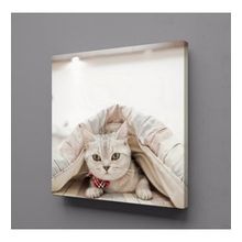 Technopa Sevimli Kedi 80x80 cm Kanvas Tablo