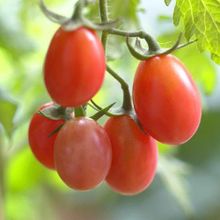 Tohhum 10 Rosalita Pembe Cherry Domates Tohum