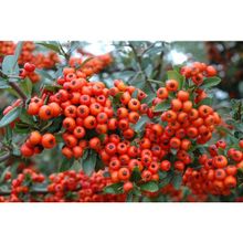 Tohhum 25+Tohum Redberry Tavşan Elması Tohumu