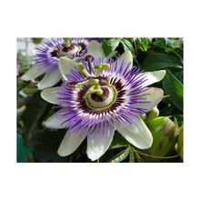 Tohhum 5 Adet Passiflora Tohumu
