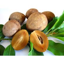 Tohhum Sapodilla Meyvesi Tohumu