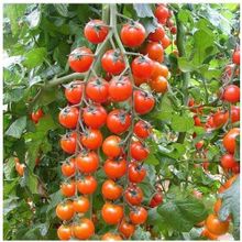 Tohhum Süper Sweet Cherry Domates Tohumu