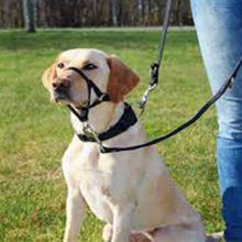 Trixie 22 cm Small Köpek Uzman Eğitim Tasması