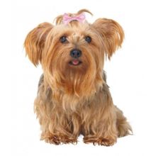 Trixie 2296 4 - 5.5 cm Köpek Saç Tokası