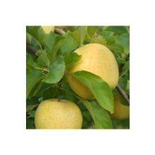 Tüplü Aşılı Aromalı Leziz Bol Sulu Tam Bodur Golden Elma Fidanı