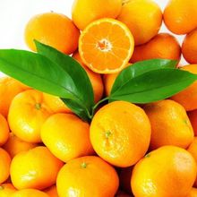 Tüplü Aşılı Çok Verimli Çekirdeksiz Okitsu Mandalina Fidanı