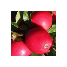 Tüplü Aşılı Özel Ürün Erkenci Yaz Elması Bol Verimli Tam Bodur Buckeye Gala Elma Fidanı
